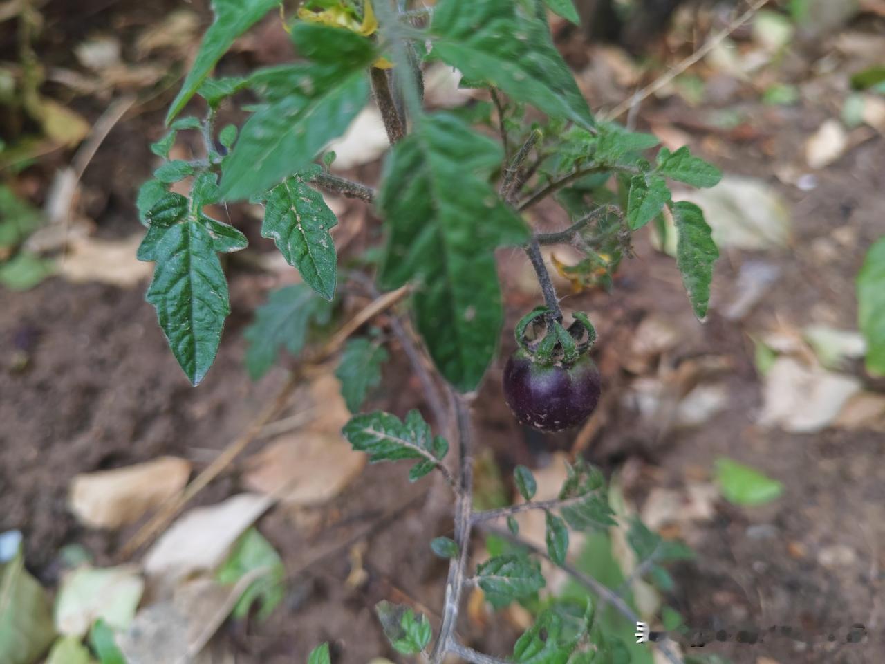 图一，是邻居种的茄子近景，褐色的茄子，已经长到花生米大小。图二，是茄子远景。