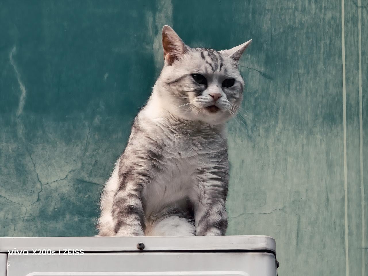夏日生活打卡季溜达猫：对面二楼的宠物猫每天早上，从自家窗内外出在空调和玻璃防盗外