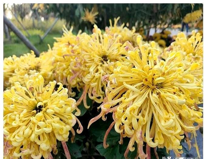 一个亲戚，96岁的老头，前天他还在村头跟人晒着太阳聊天，晚上吃了饭就说自己有点