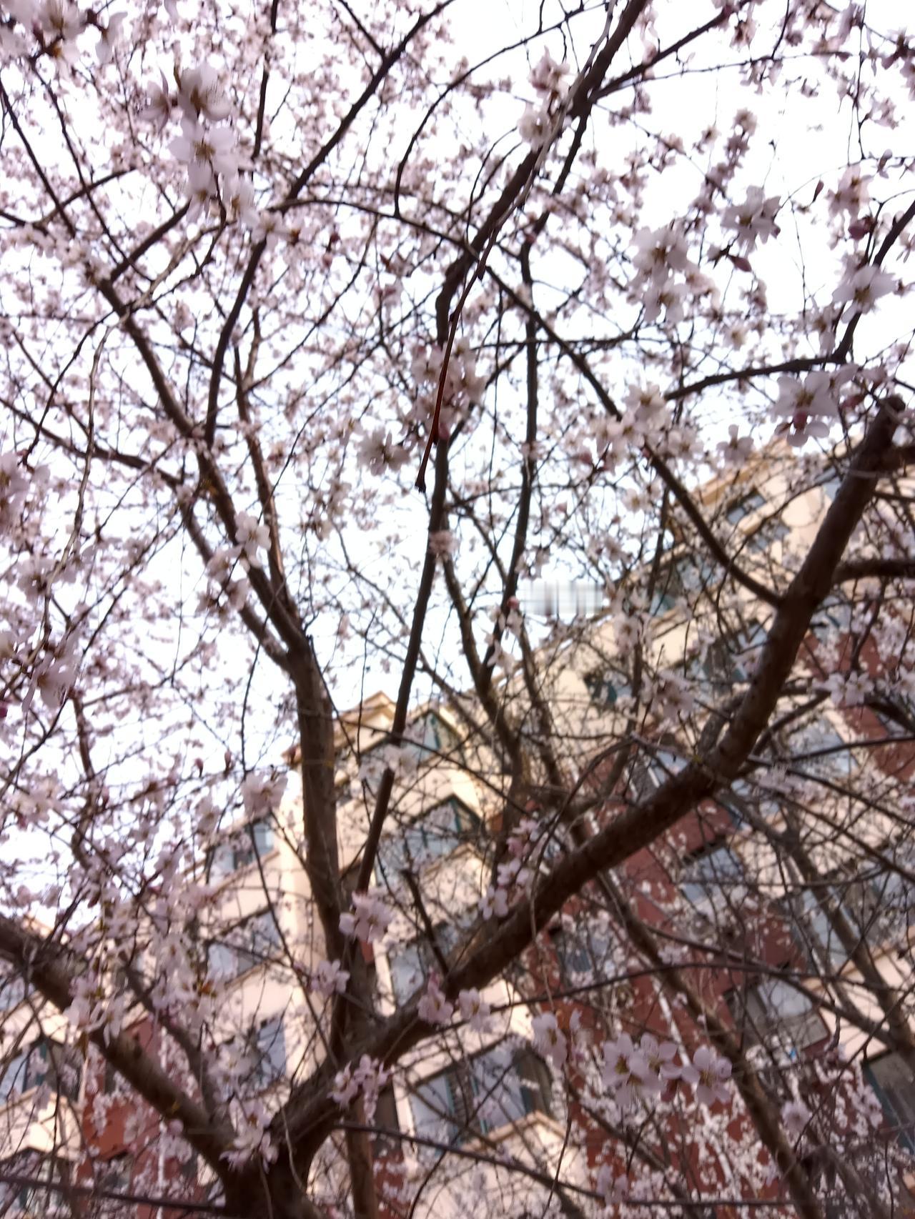 樱花盛开，春意盎然，城市中的浪漫一隅。