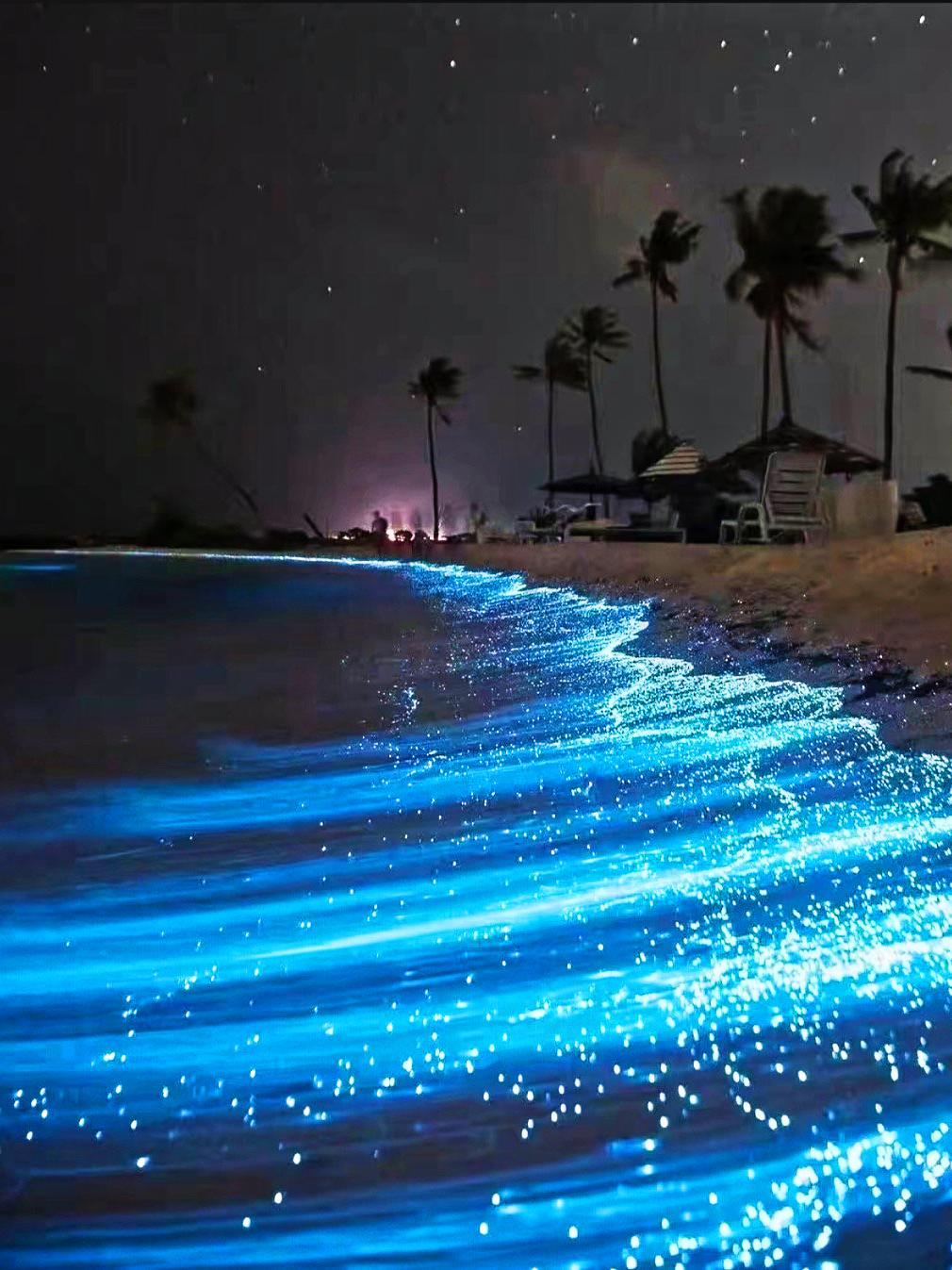 福建平潭岛是中国蓝眼泪最大规模的爆发地每年4-6月的夜晚平潭岛经常被蓝色星