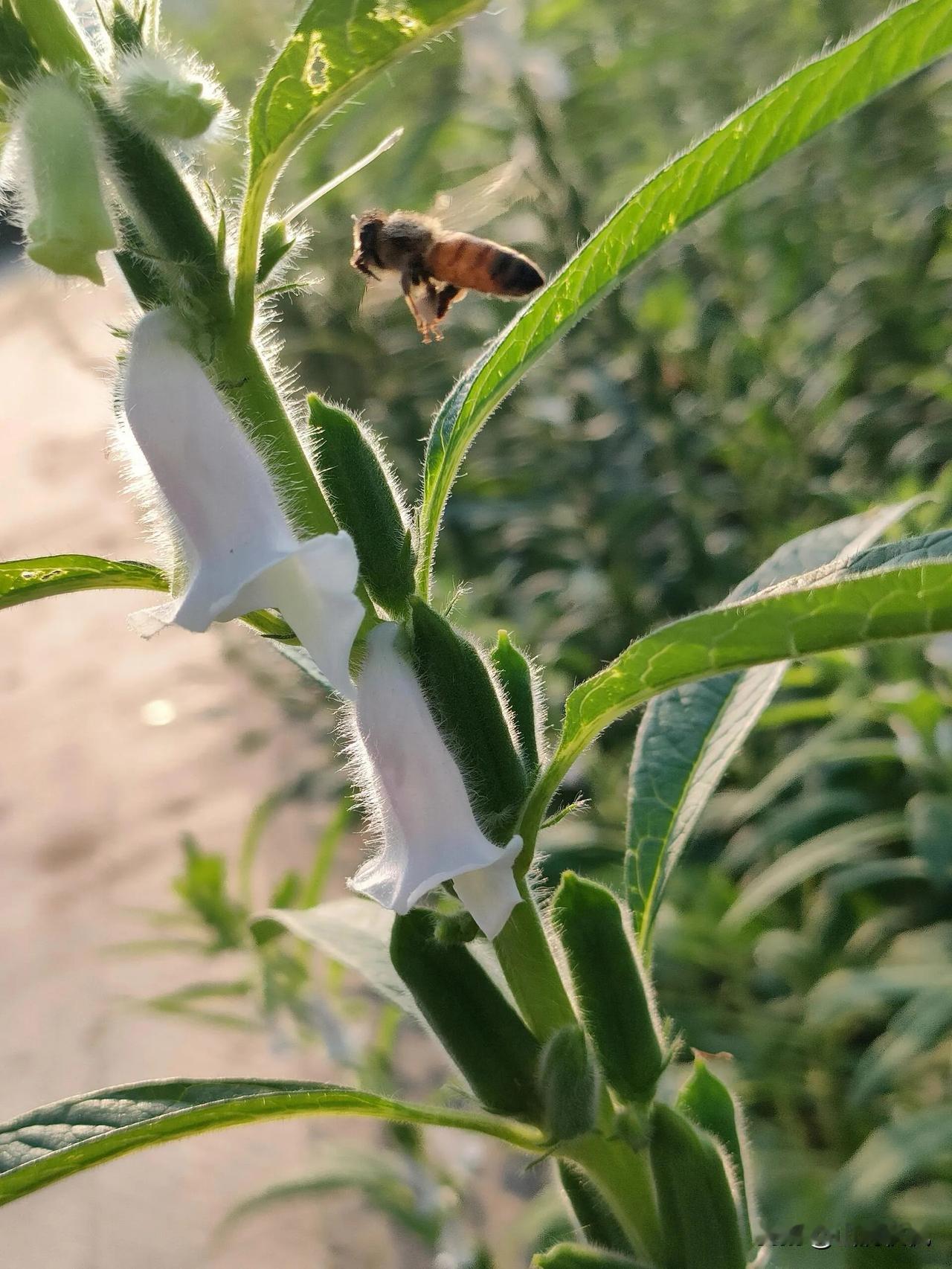 傍晚的柔光漫过田埂，把芝麻花筒上的细绒毛染成了暖金色。小蜜蜂一头扎进奶白的花腔里