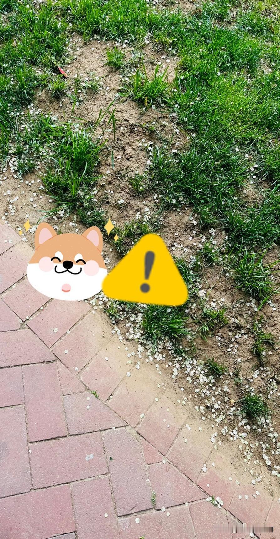 昨天牵着两条大狗跑到人家院子，在人家门口附近拉了狗屎不收拾还理直气壮骂人让人家老