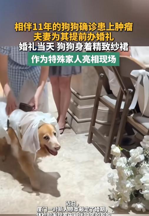 “这可能就是爱吧！”7月28日报道，福建厦门，一对夫妻已经敲定好了婚期，可是却发