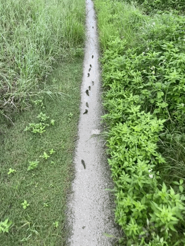 “这下解释不清了！”近日，广东汕头，一女子发现下完大雨后，田间的小路上都是同一种