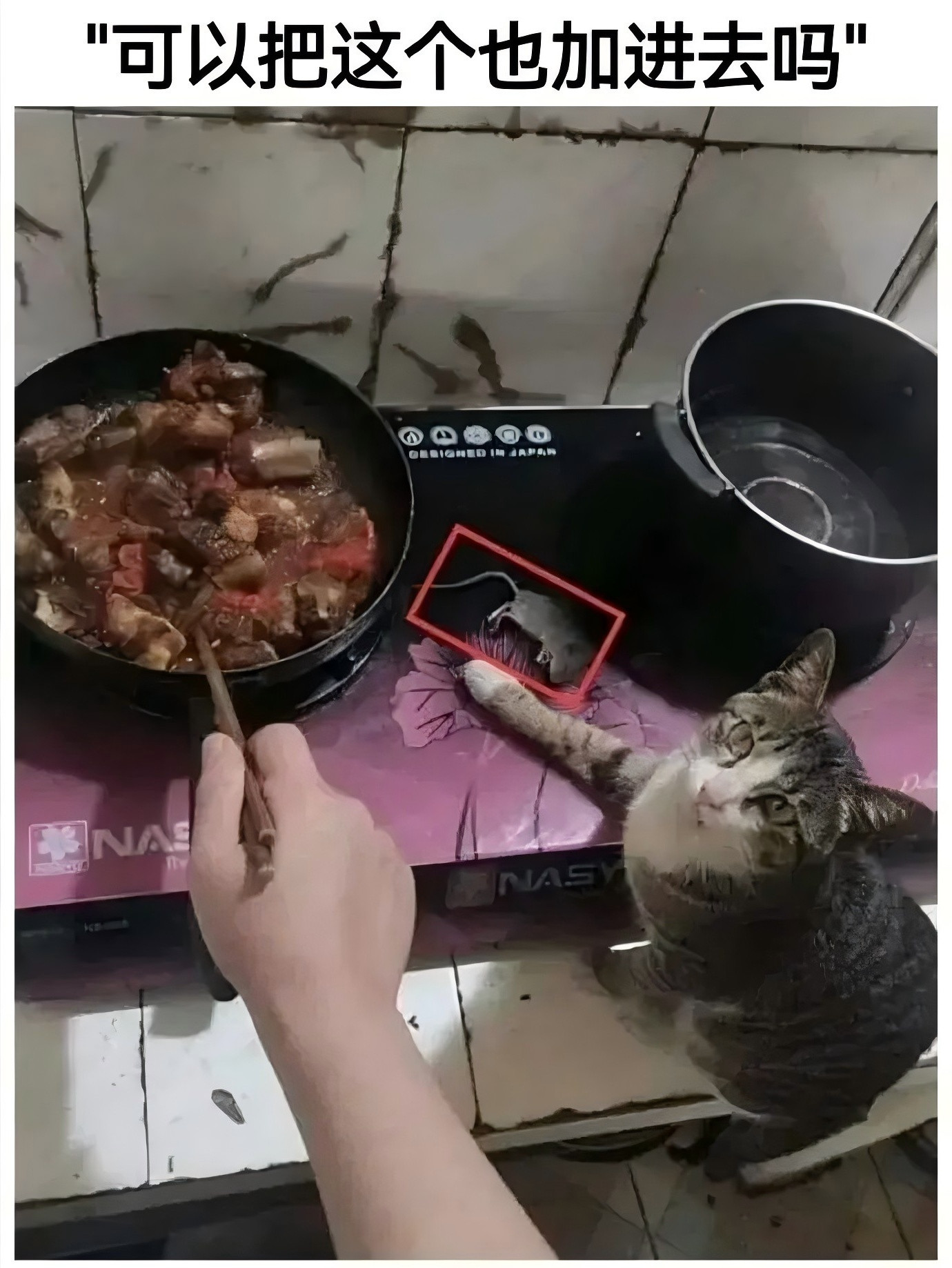 主人把我新鲜的猎物一起炖上呗炖烂乎儿的开锅我碗里多舀点汤儿！