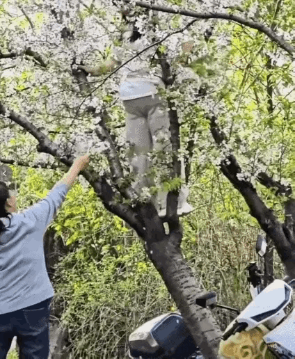 上海一公园内女子爬树拍照，20年树龄樱花树被连根压倒！经多部门联合查找约谈，当事