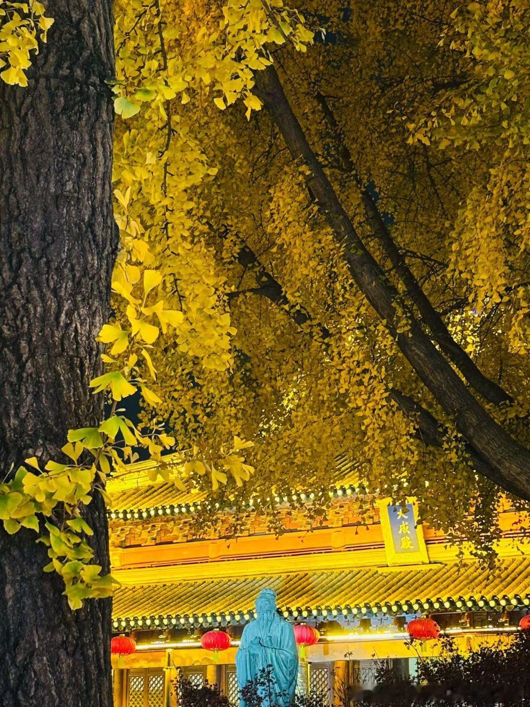 太美丽，全国各地都是漂亮银杏南京的秦淮河也这么漂亮身体健康，处处是惊喜平淡日子也