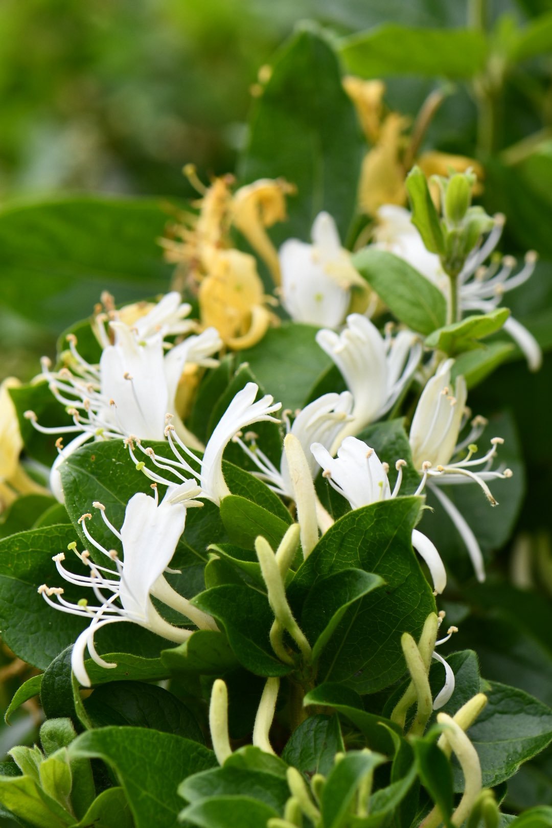 忍冬（金银花）Lonicerajaponica，日语スイカズラ（吸葛・忍冬）又