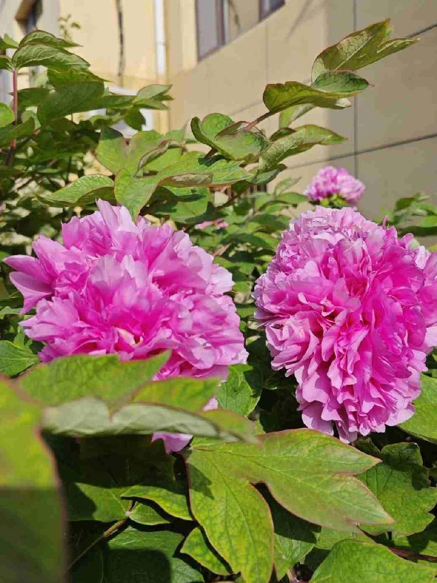 这牡丹花之大，实属罕见，牡丹绽放刹，富贵之姿仿佛惊艳了整个春天.这株牡丹色彩