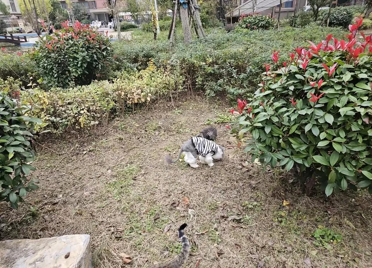 邻居搬家去了外地,把家里的猫咪弃养了。猫咪每天守在主人离去的路口等着主人。饿了的