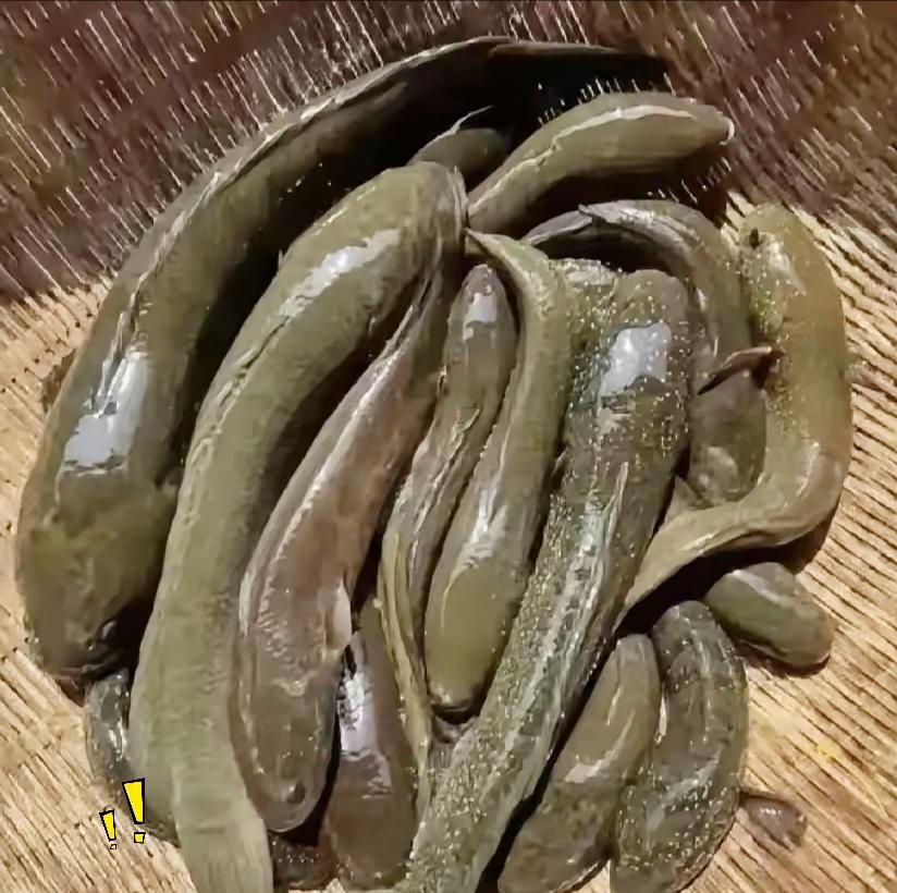 经常下河摸鱼的钓友赶紧过来辨认一下！韶关这边一位老乡去河边收地笼，捞出来的东西把