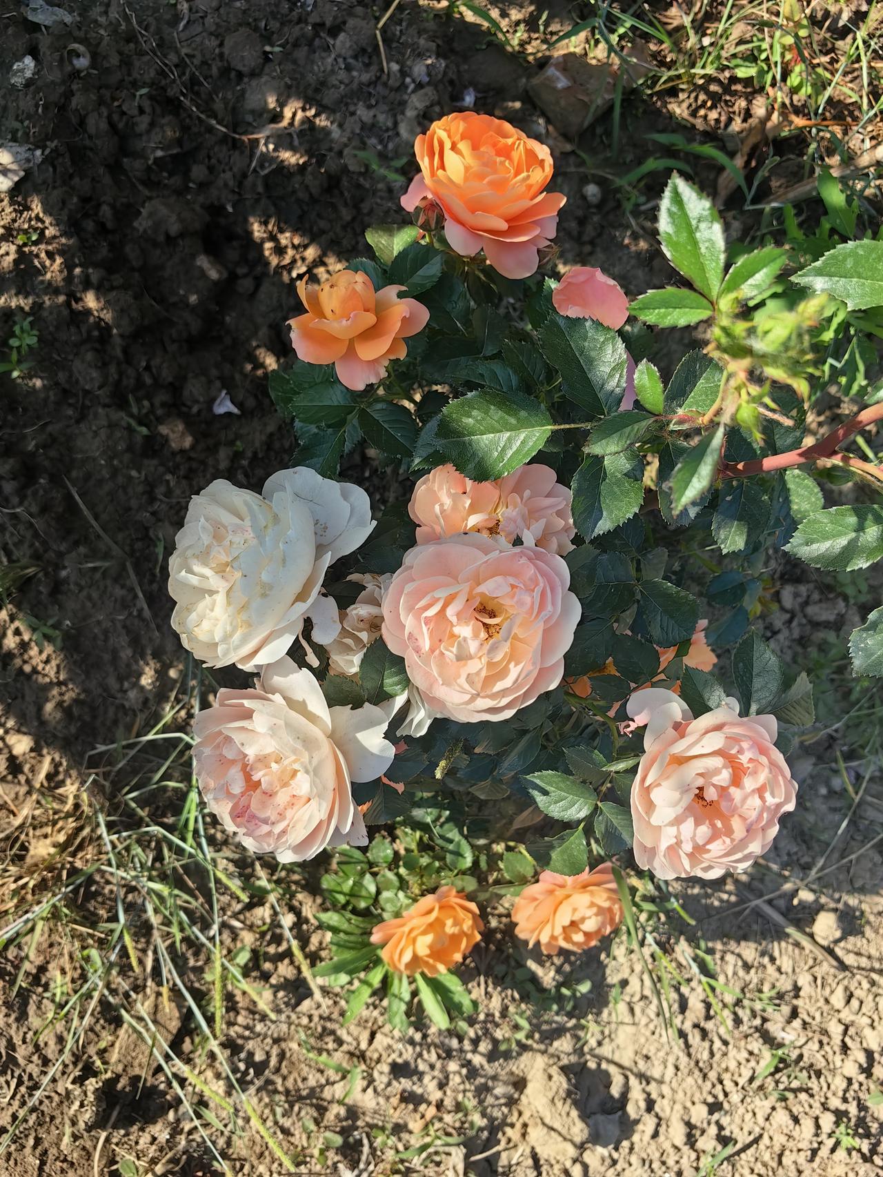 租地种菜后种了点花，今年开爆了这是去年的月季小苗，今年竟然开爆了。名字为果汁