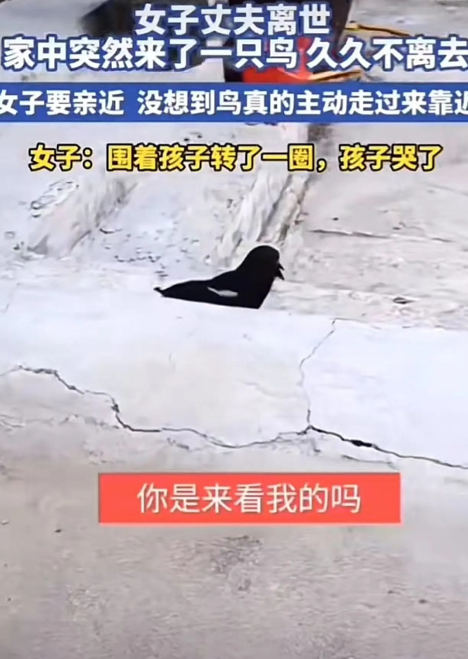 “这下彻底解释不清楚了！”近期，山东，女子丈夫离世，家中突然来了一只鸟，久久不离