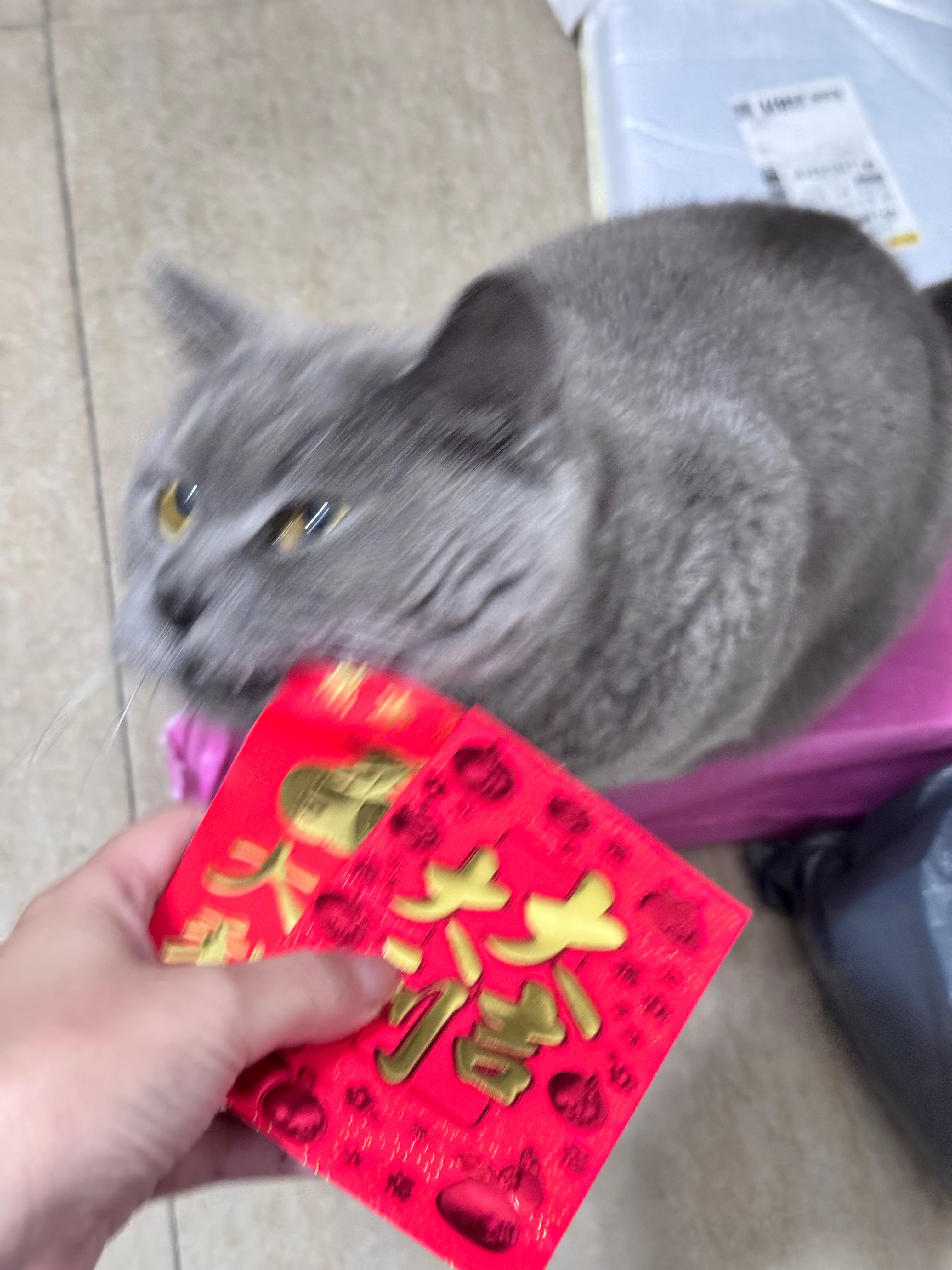 我在拆红包，猫猫看到后直接爬上我的大腿一副它也要的表情，我就给它递了过去[doge]