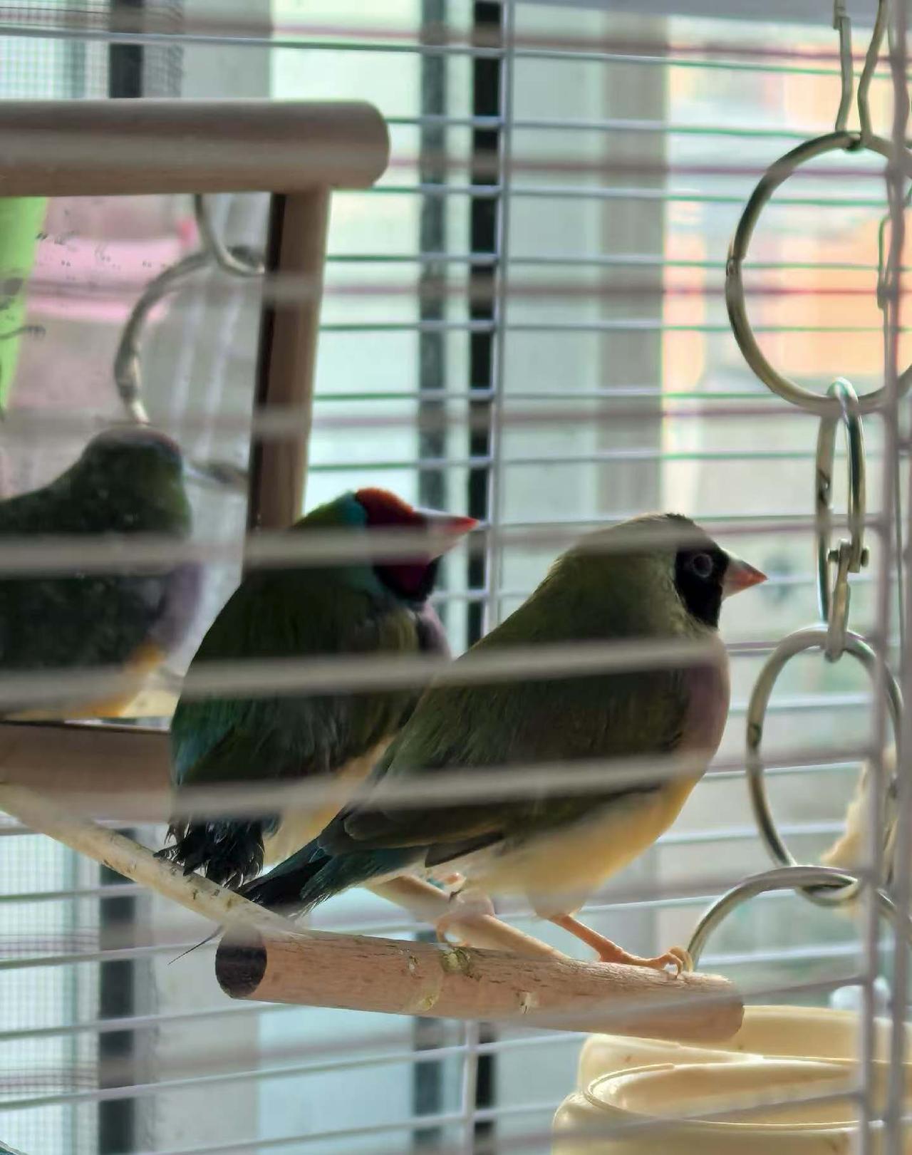 春天来家的一对七彩文鸟，今天突然发现成了五口之家🐦