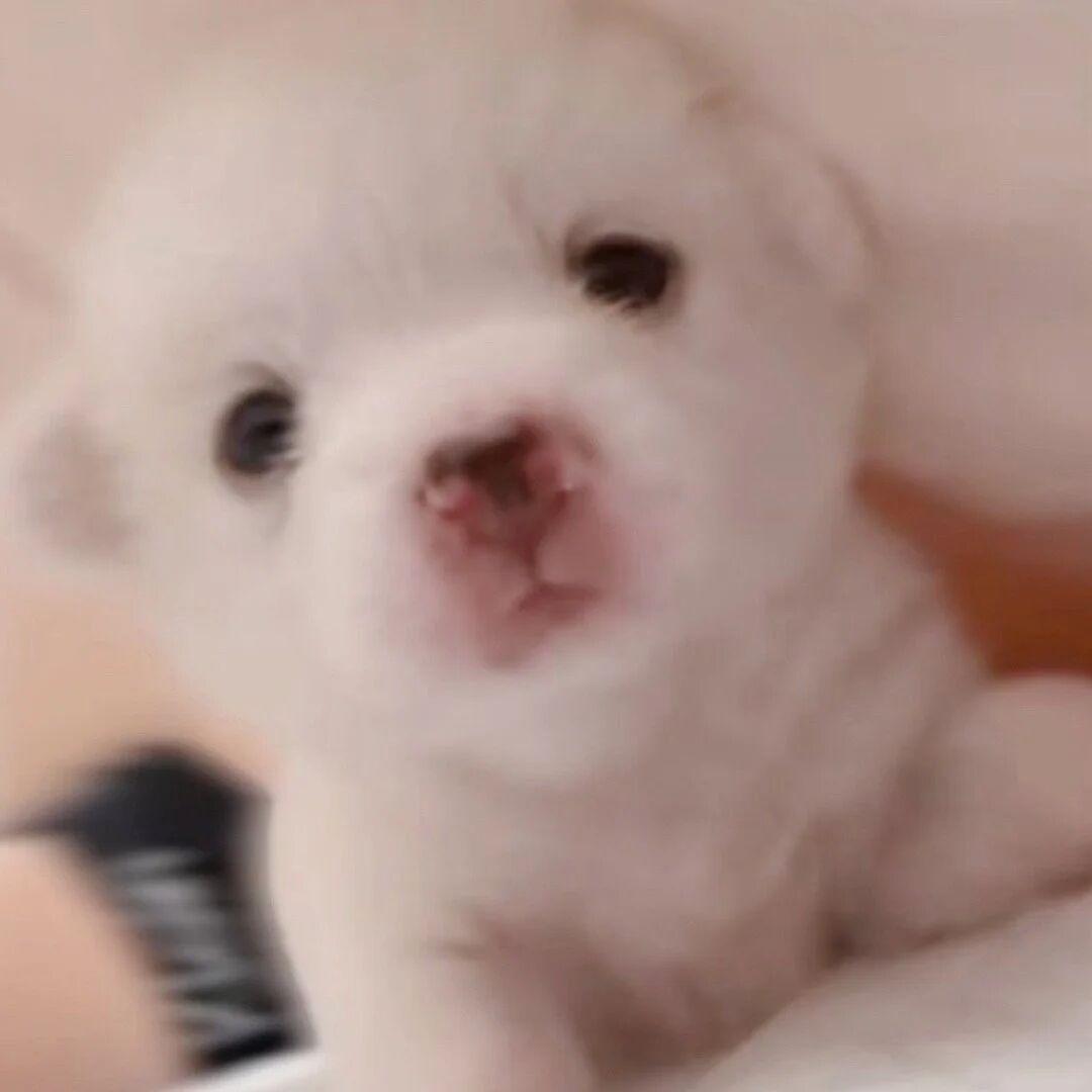 离近点儿一股小狗味૮ -ω- ˵ა 