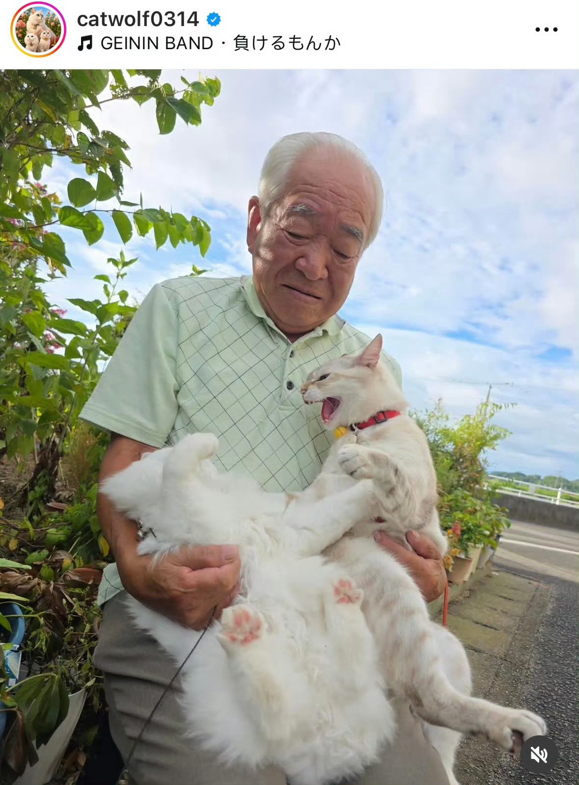 老爷爷抱两只打架猫咪拍照两只猫咪一路打闹，老爷爷淡定抱着它们到处拍照，可爱又暖心