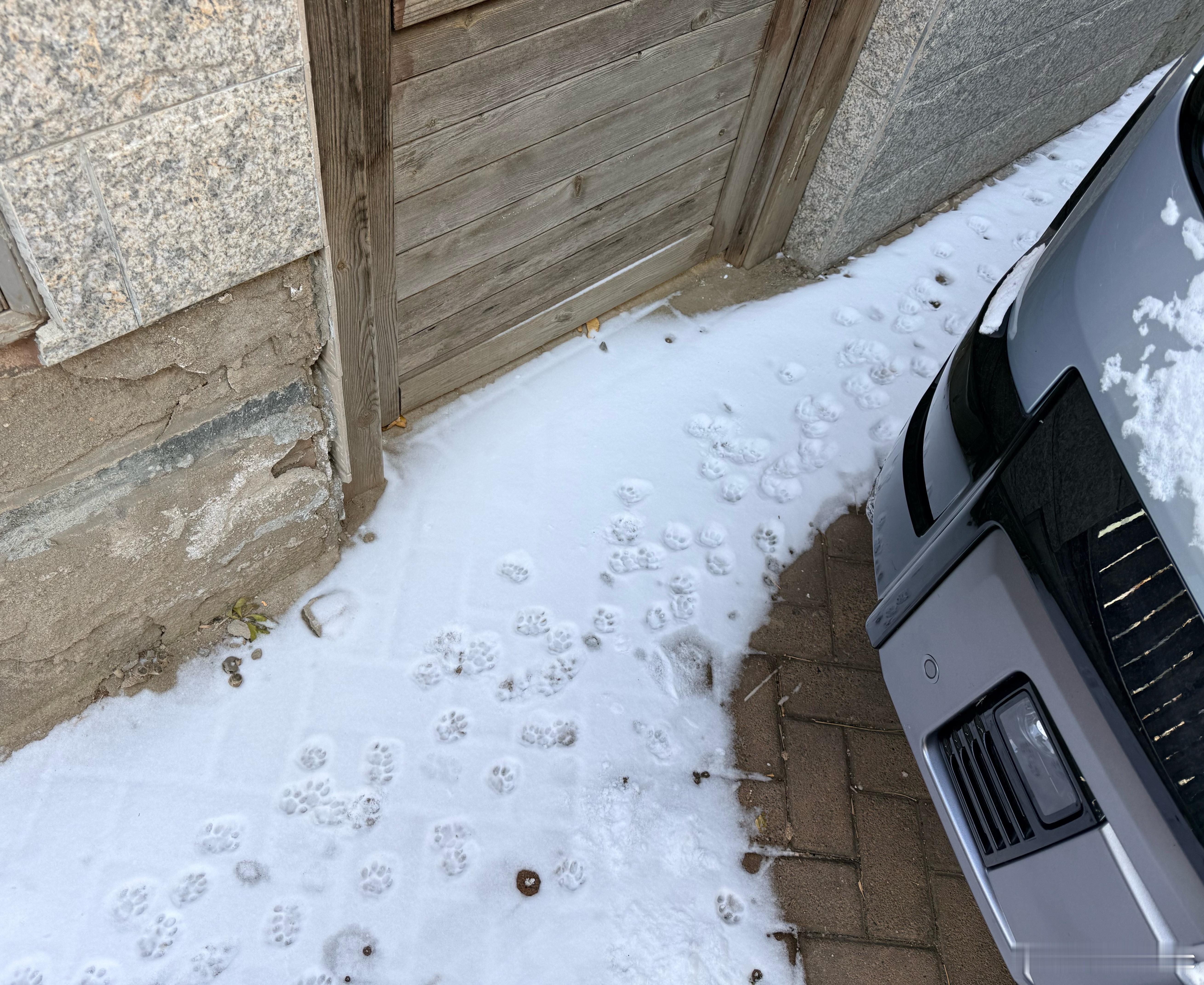 惊现野兽脚印…