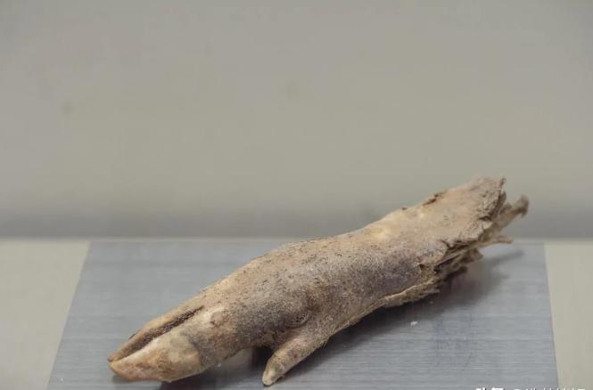 1983年，考古工作者在嘉峪关遗址开展发掘工作时，发现了一只距今两千余年的野猪蹄