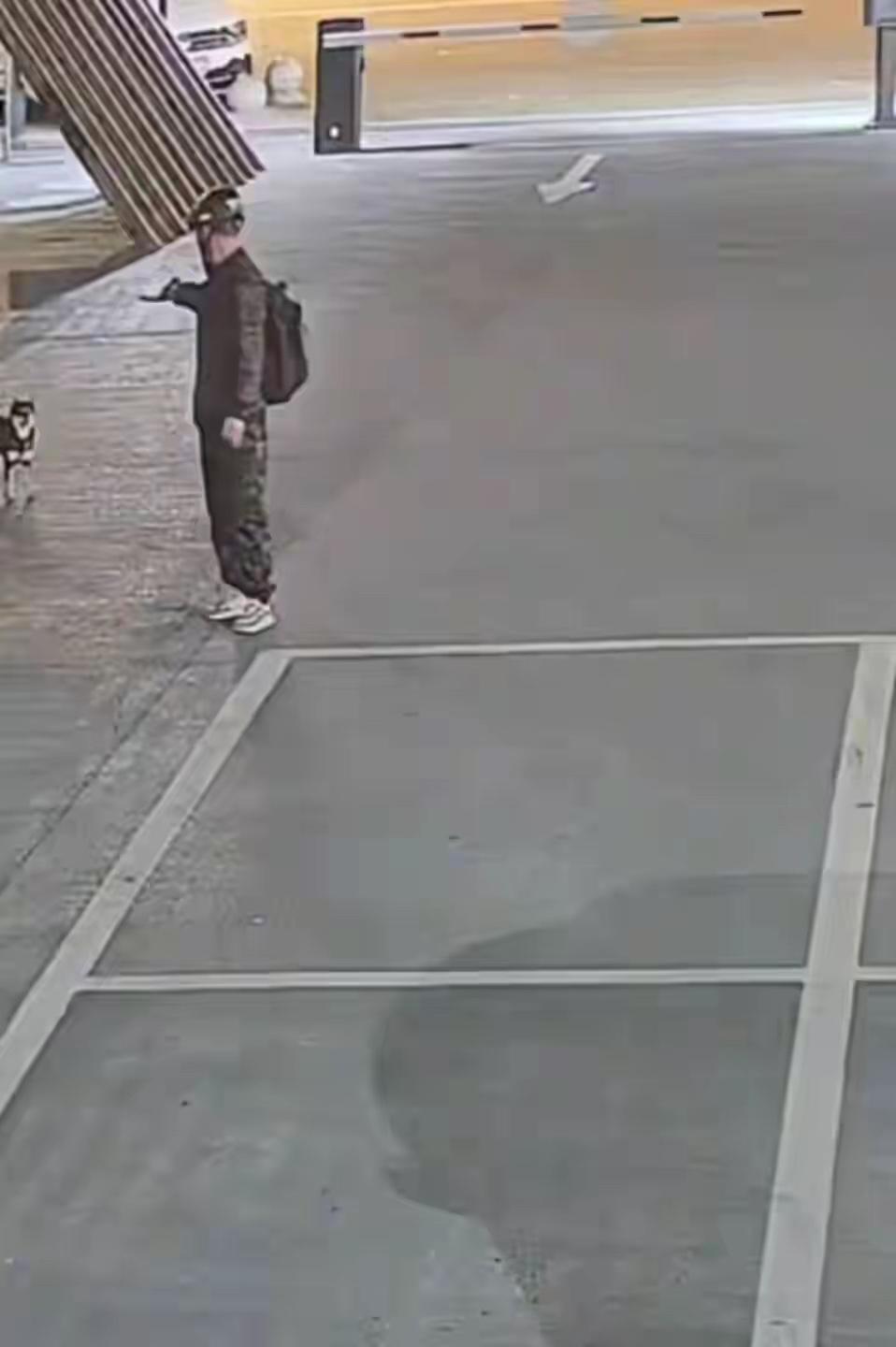 凌晨2点30分，一只黑色柴犬在马路边等待主人时，被骑摩托车的男子用疑似麻醉枪的工