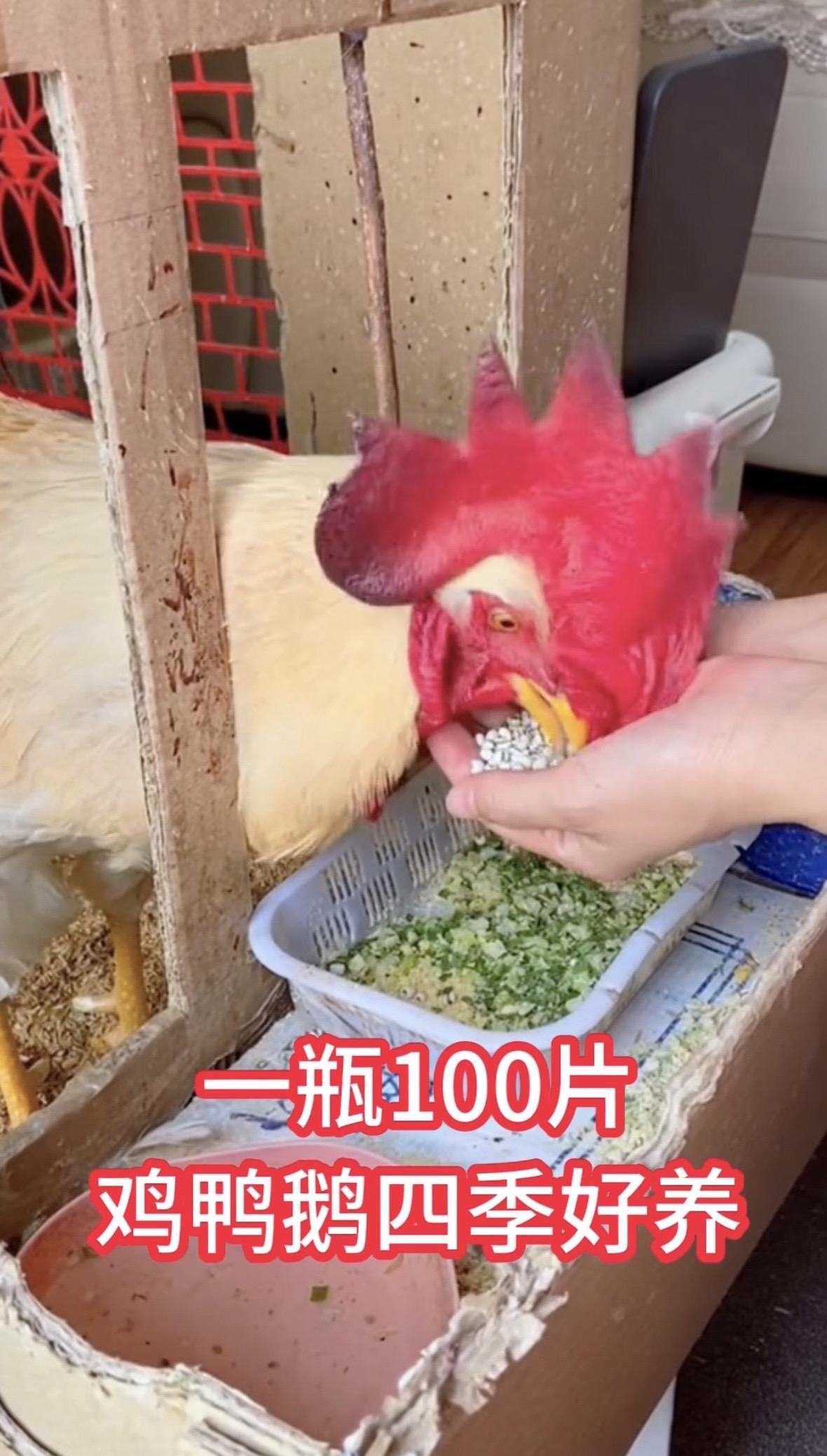 鸡鸭鹅养殖鸡鸭鹅养殖生态养殖新手养殖
