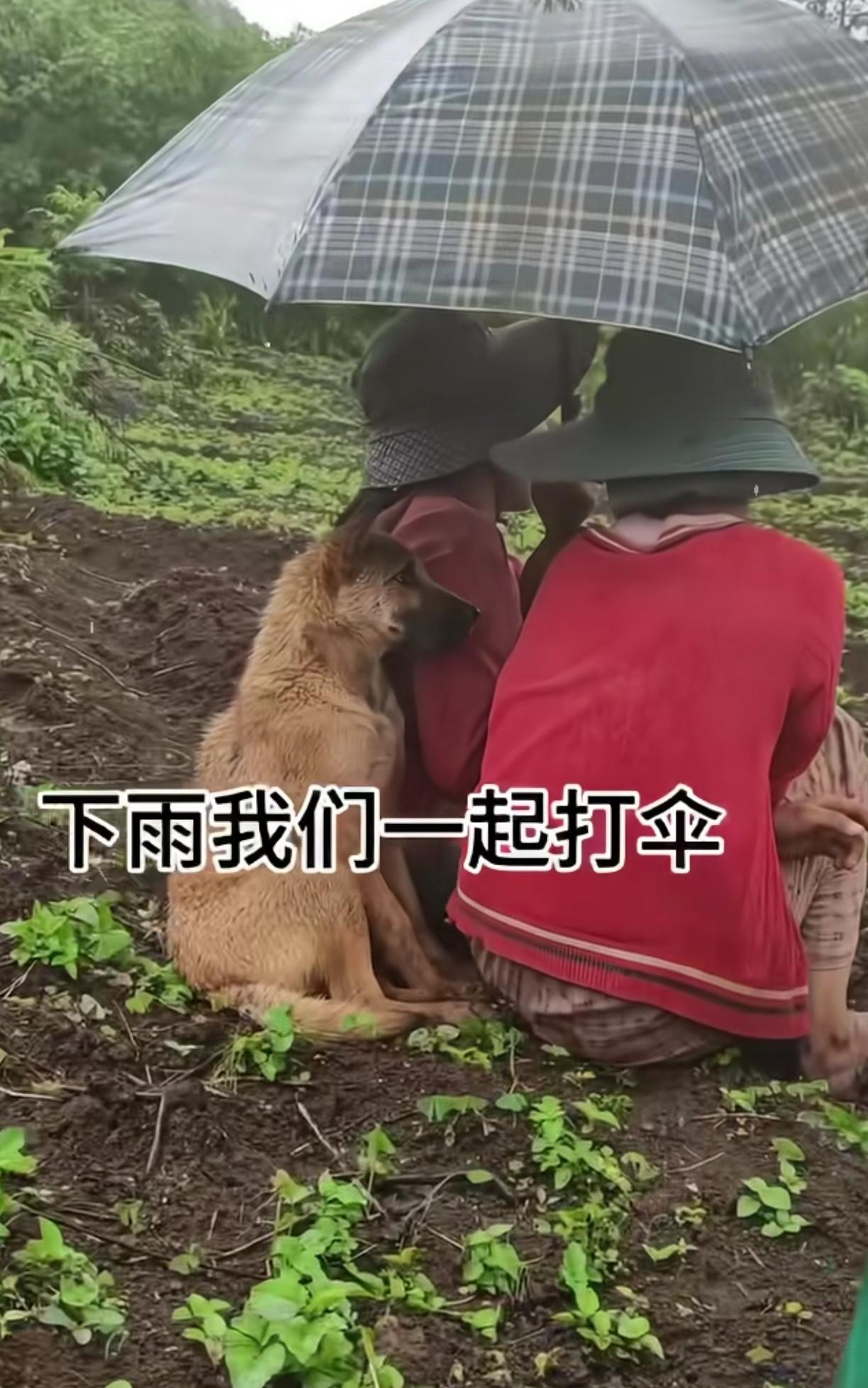 想起小时候去放牛，天天把小狗带着去，下雨时候小狗就这样来躲雨。转眼我都39了