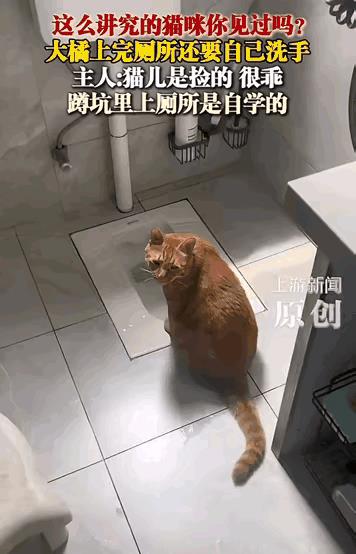 “不可思议”！重庆，朋友去女子家上厕所，猫咪却抢先一步站在坑位前，朋友问猫咪“你