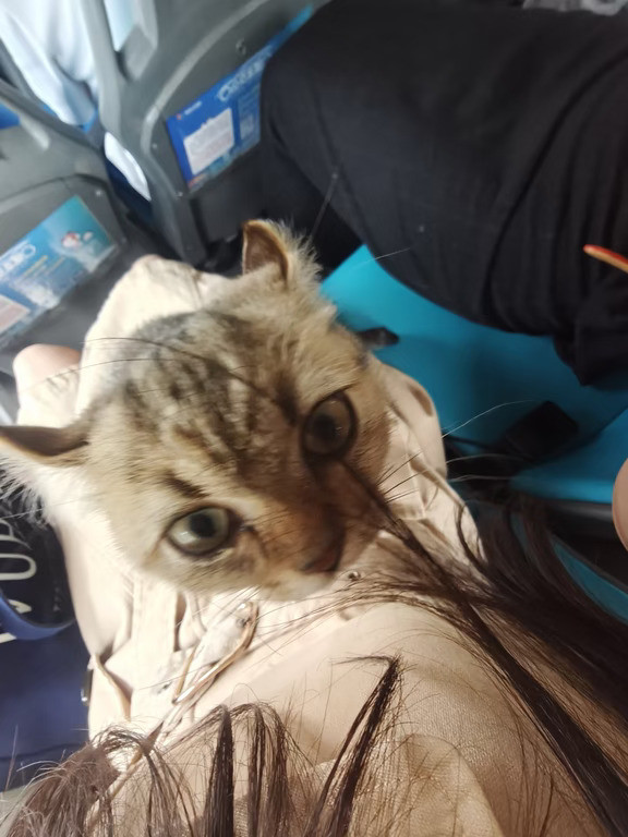 坐公交车突然感觉腿上一沉🐱