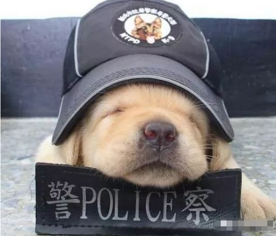 小奶狗"走后门"当警犬,第一天上班,硬生生的睡了一天!