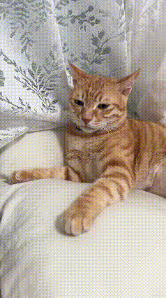 养猫圈公认猫爪在上铁则，不管怎么用手压住橘猫爪子，小家伙次次抬爪反压，寸步不让，