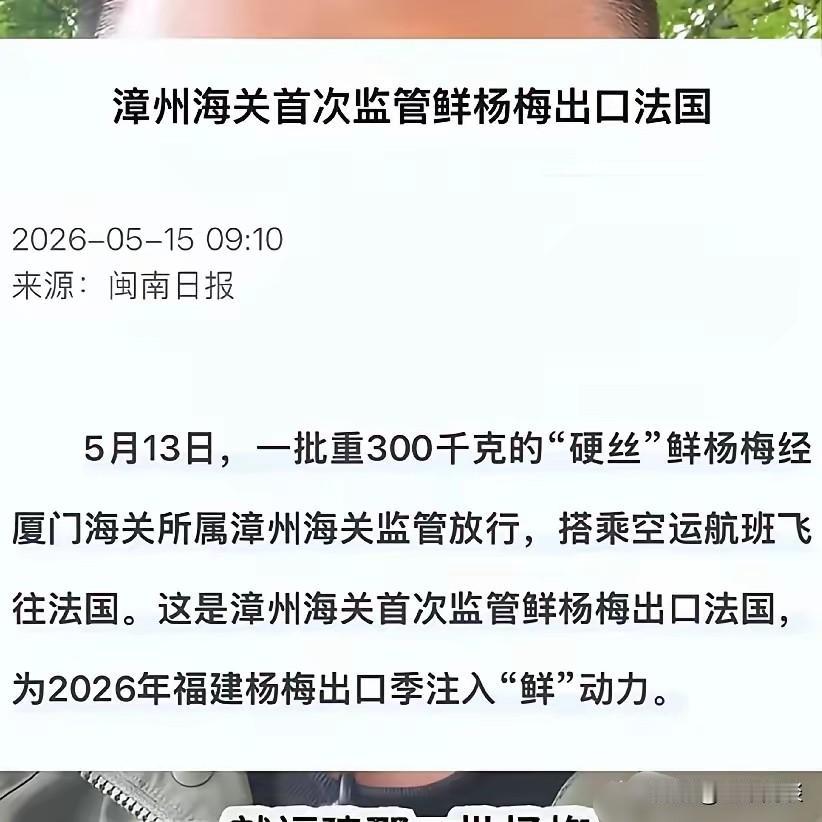 这下好了，漳州杨梅卖到法国去了，是航空飞机运过去的。那么，号称“水果之王”的漳州