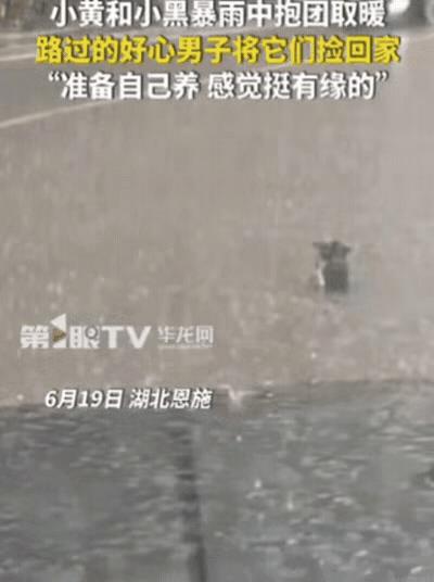 看哭了！湖北恩施，男子驾车途中突降暴雨，他车速很慢，无意中发现道路中间有2个小黑