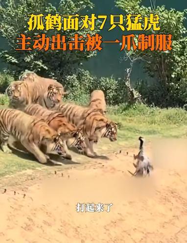 “简直不自量力！”5月24日，山东济南，一处动物园的老虎园区里，突然飞进来一只“