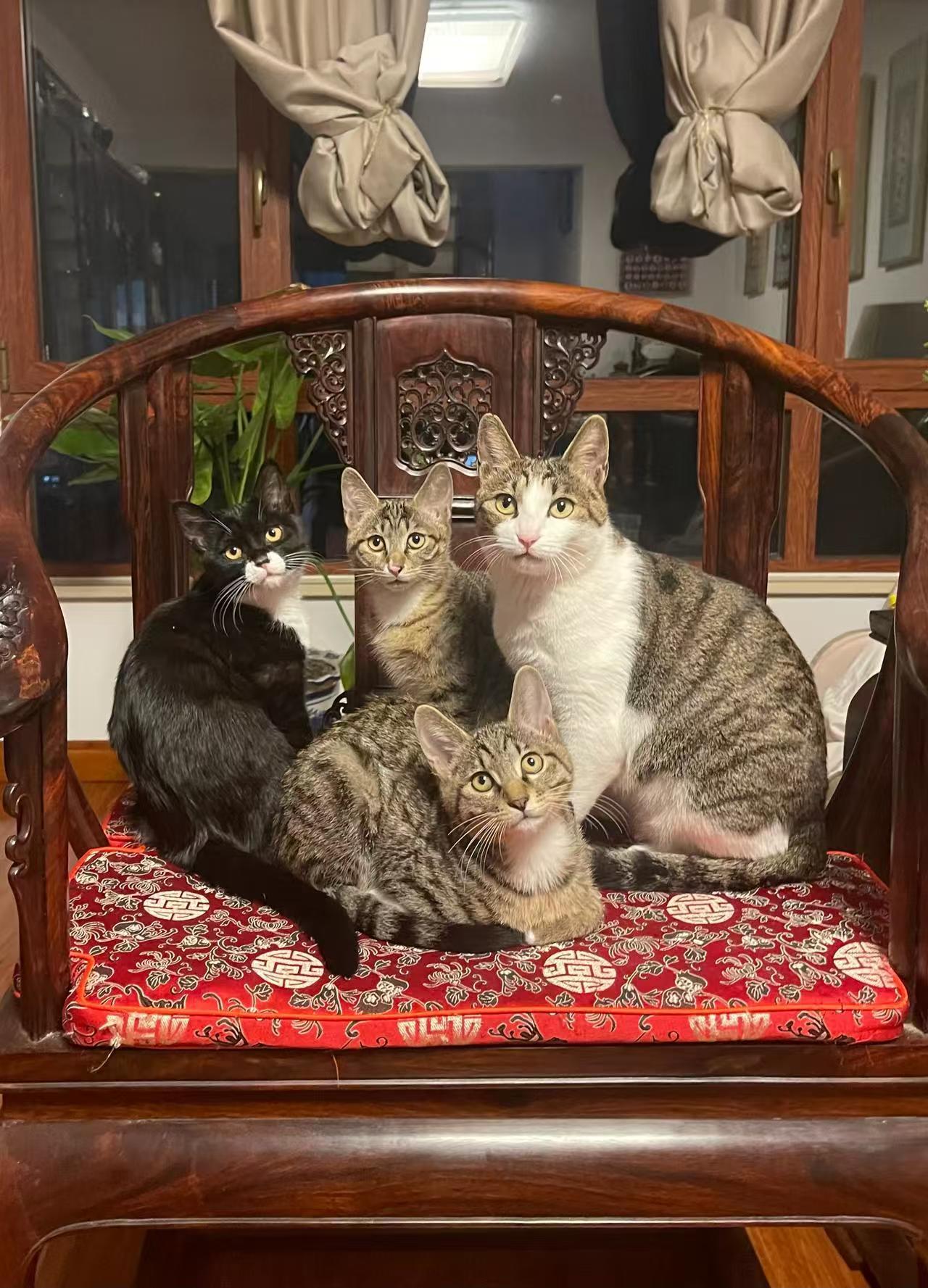 家都要被它吃穷了。我捡回家的，猫妈妈生了四只，小灰在两个月的时候被邻居领养，其余