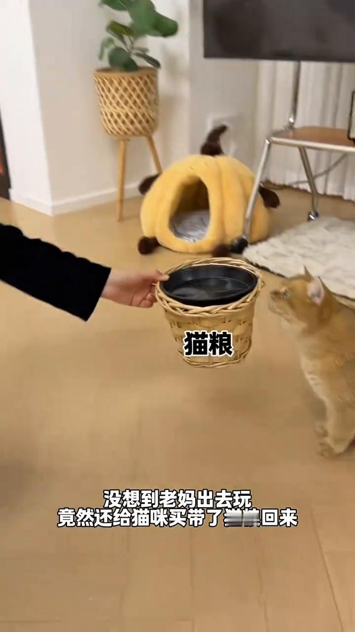 当我妈来我家住了几天后，一开始都不让我的猫靠近，连吃饭也不让我们上桌。不过好在我
