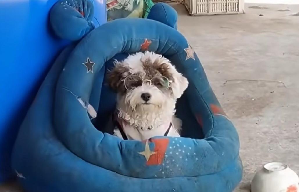 河南一只八个月大的小狗火了，原因特别逗又特别暖：这小家伙年纪轻轻竟然成了个“高度