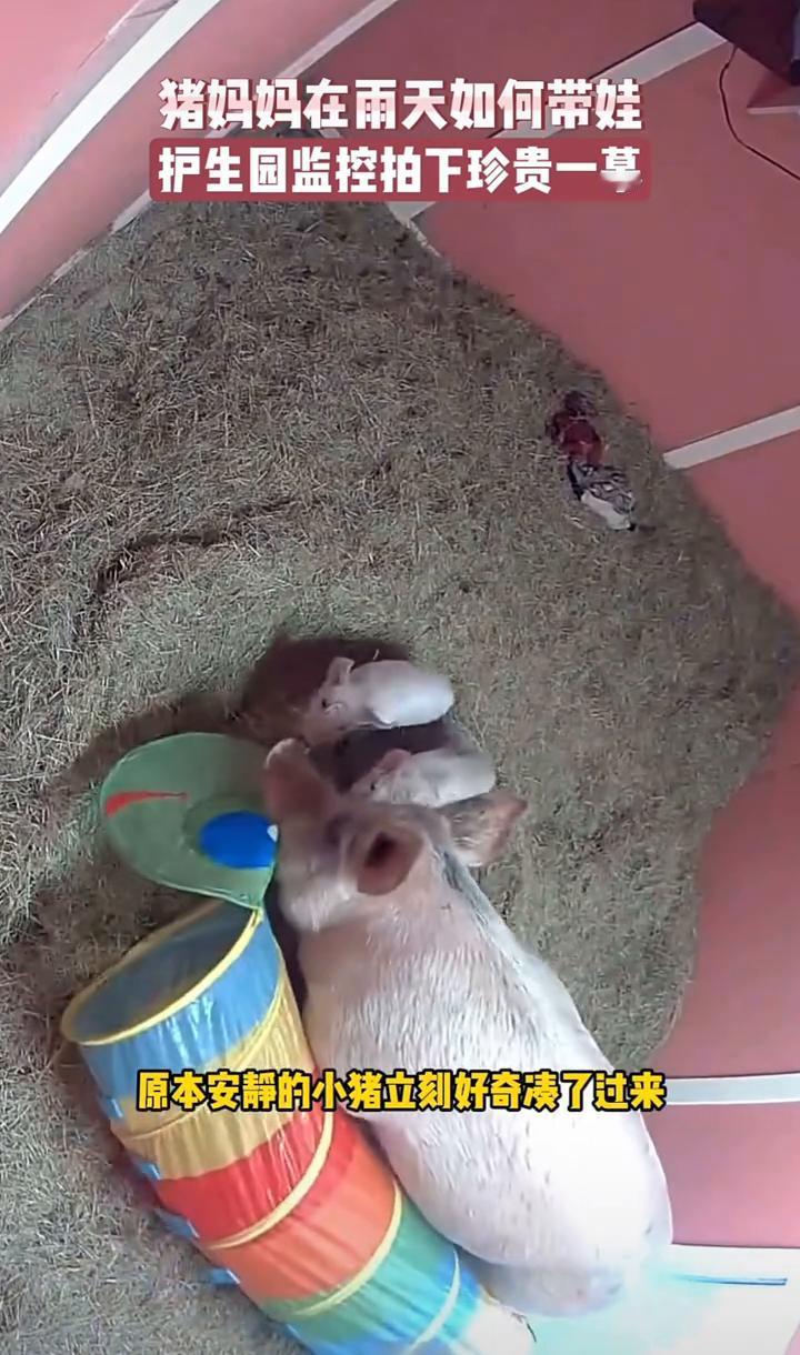 猪妈妈在雨天如何带娃？护生园监控拍下珍贵一幕。此时外面正下着雨，没过多久她起身