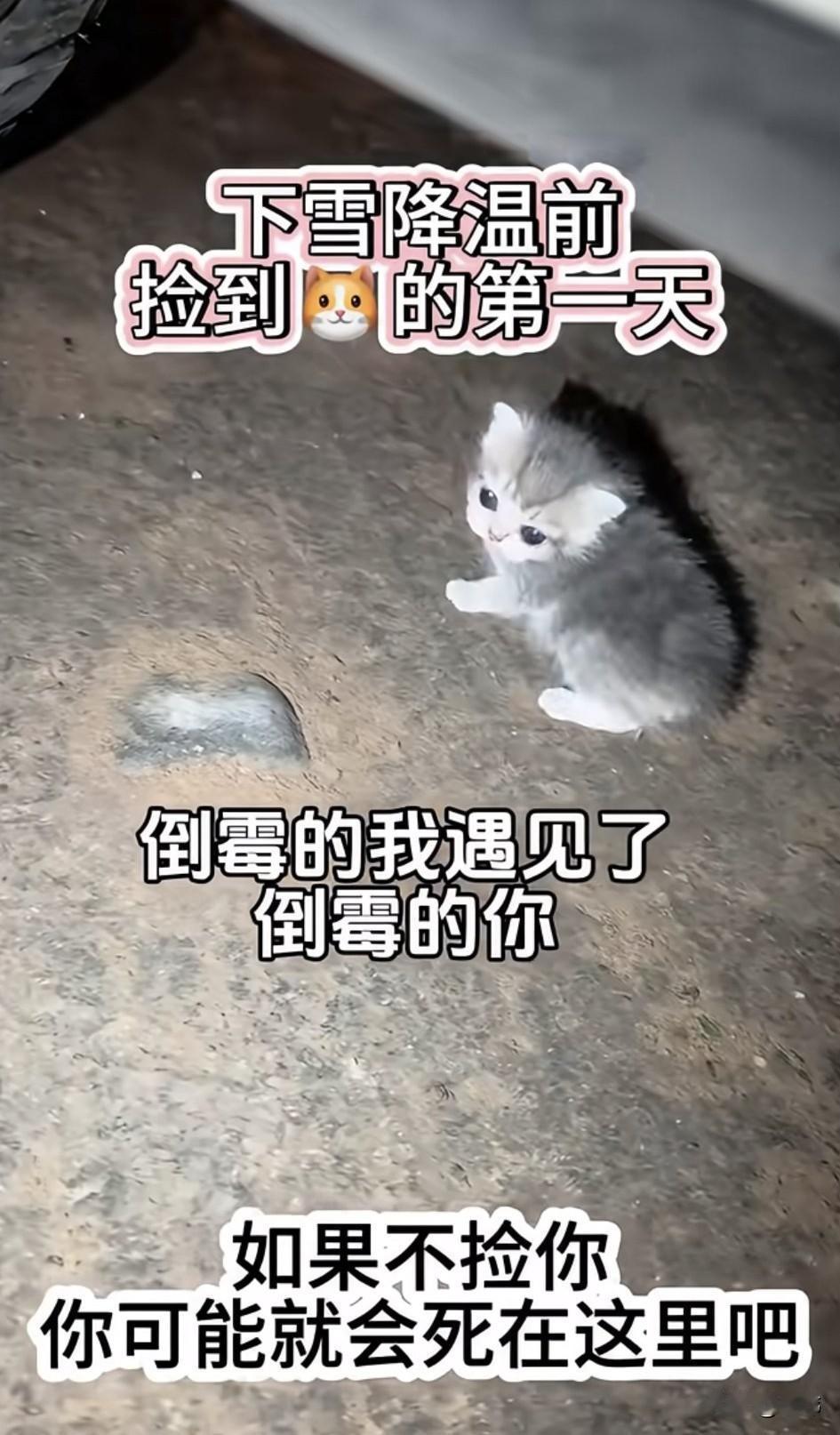 泪目了！这天夜里一位小哥哥去夜跑，当他跑到一条人迹罕至的小路上的时候，看到一只很