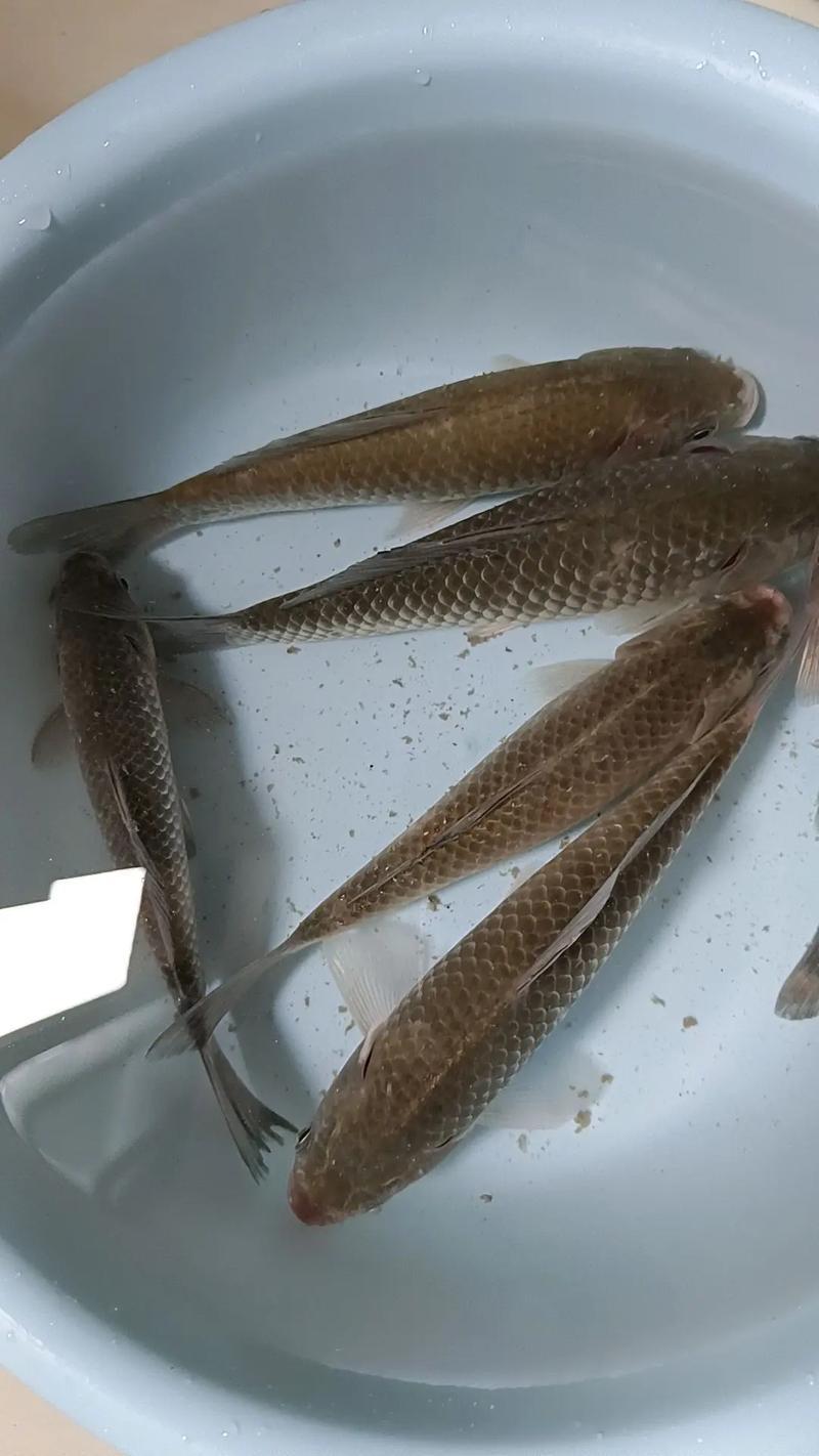 邻居大哥每天去水库钓鱼，今天他送了我几条，我不好意思收，就给了他10块钱，他不要