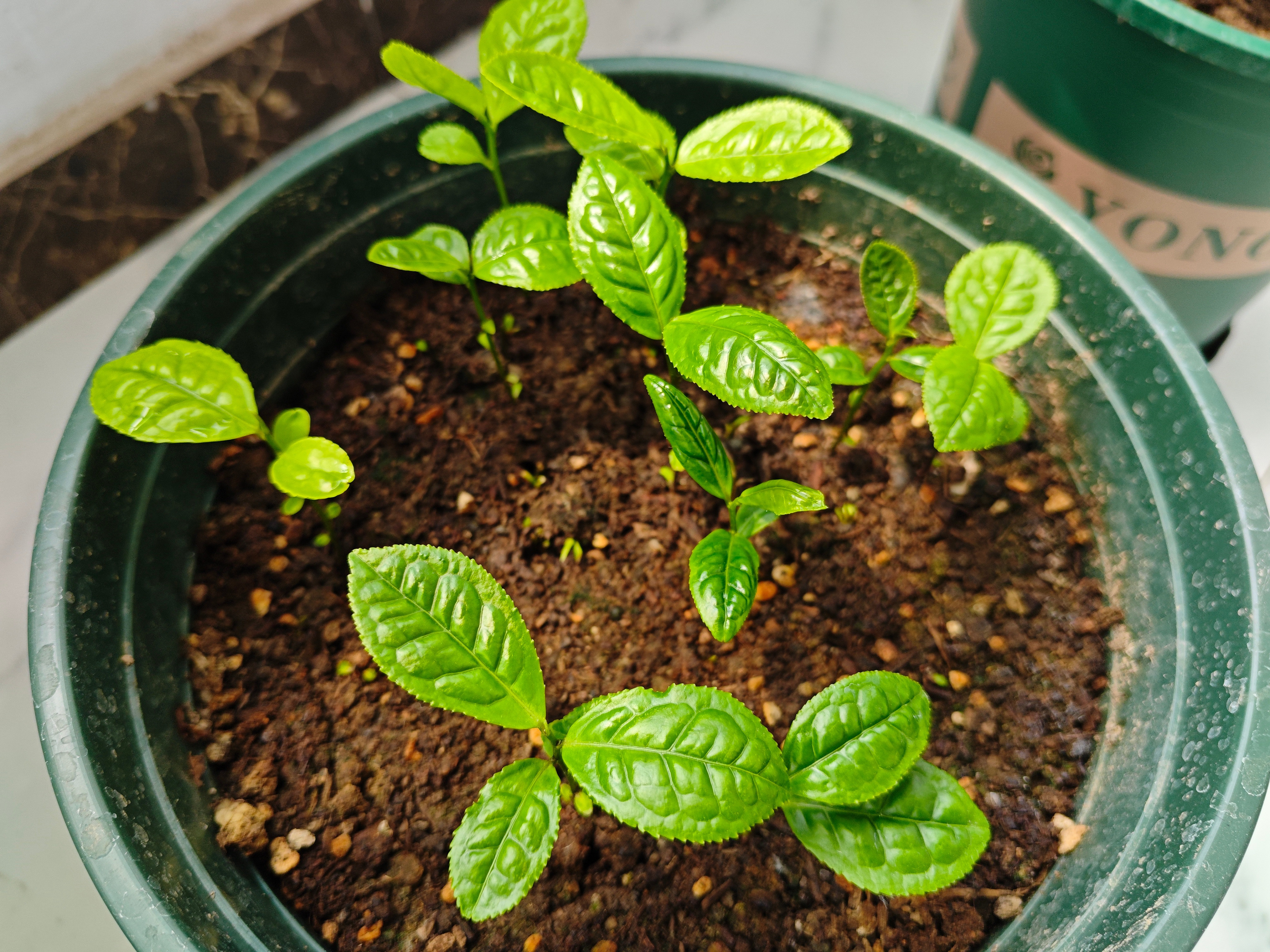最让我欣慰的是，我用茶花种子种出了茶花。（月季快被我嚯嚯s了）​​​