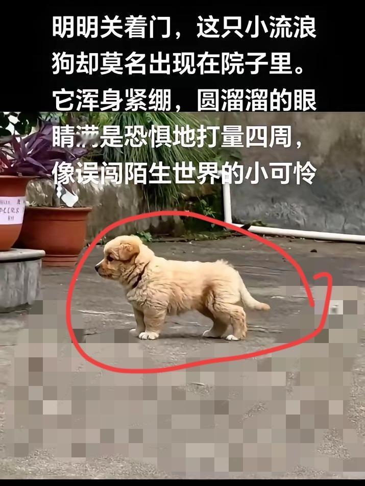 明明关着门，这只小流浪狗却莫名出现在院子里。它浑身紧绷，圆溜溜