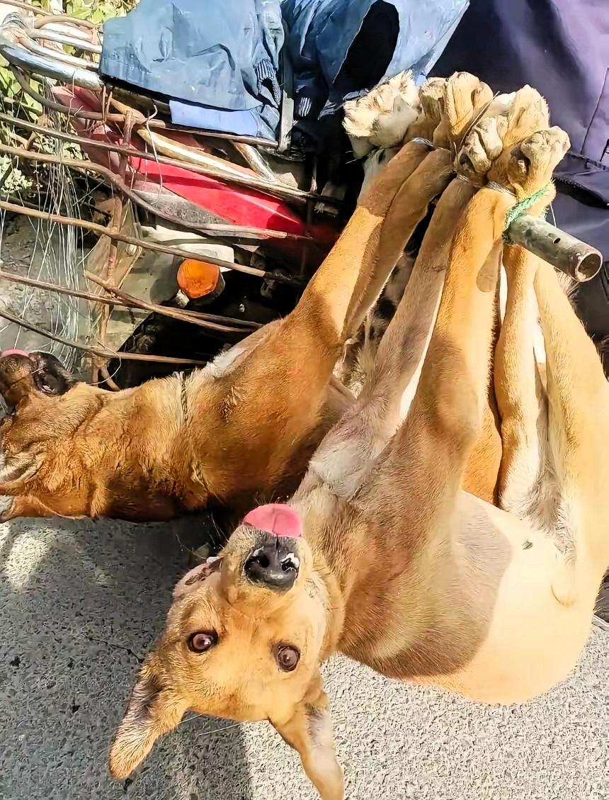 老家邻居大叔走了，刚办完丧事，就见他儿子把两条大黄狗往狗肉车上赶。那是大叔生前最