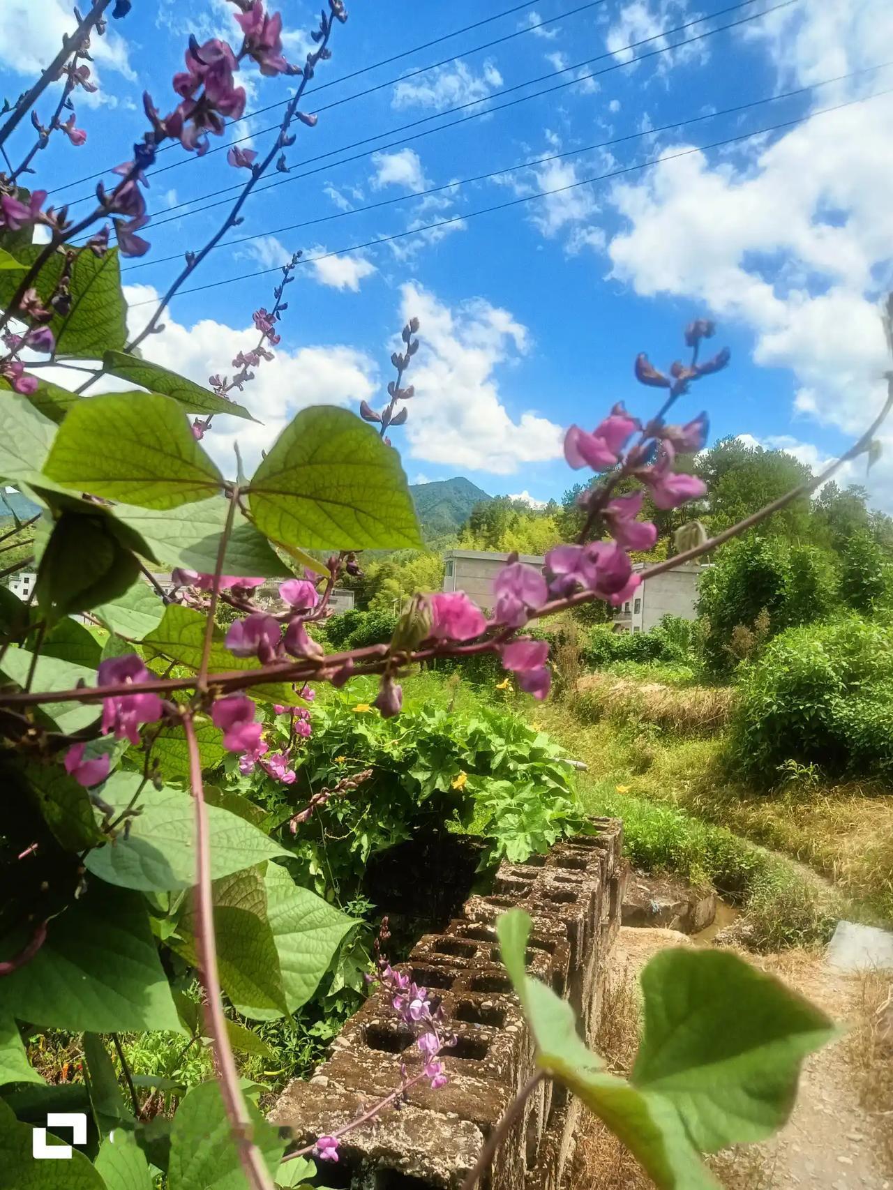 我不会养花，但我会种花，而且其果实还能吃。朋友们，看看我种的是什么花，你们认识