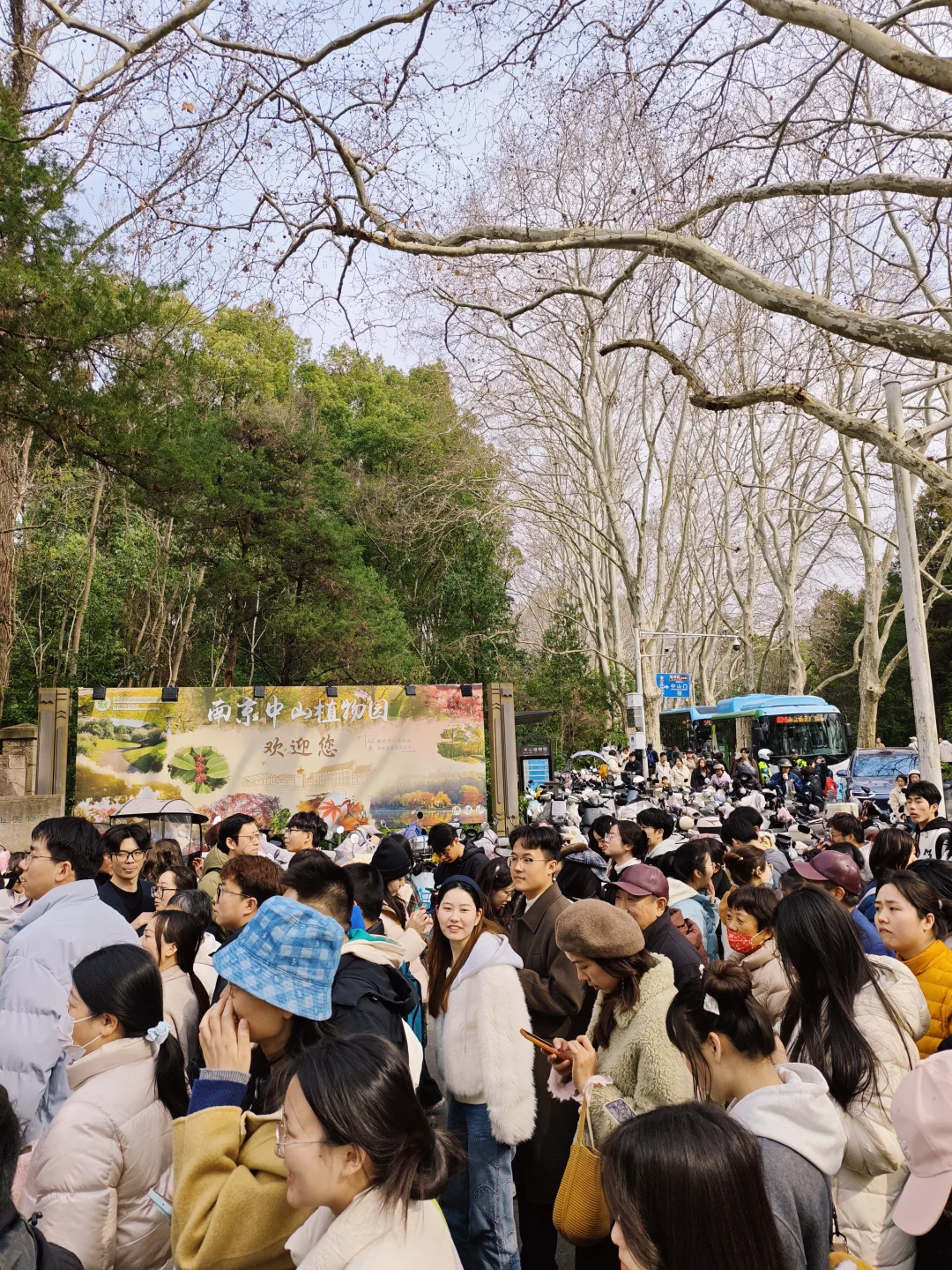 🌸南京中山植物园今天挤爆啦！3.7实况