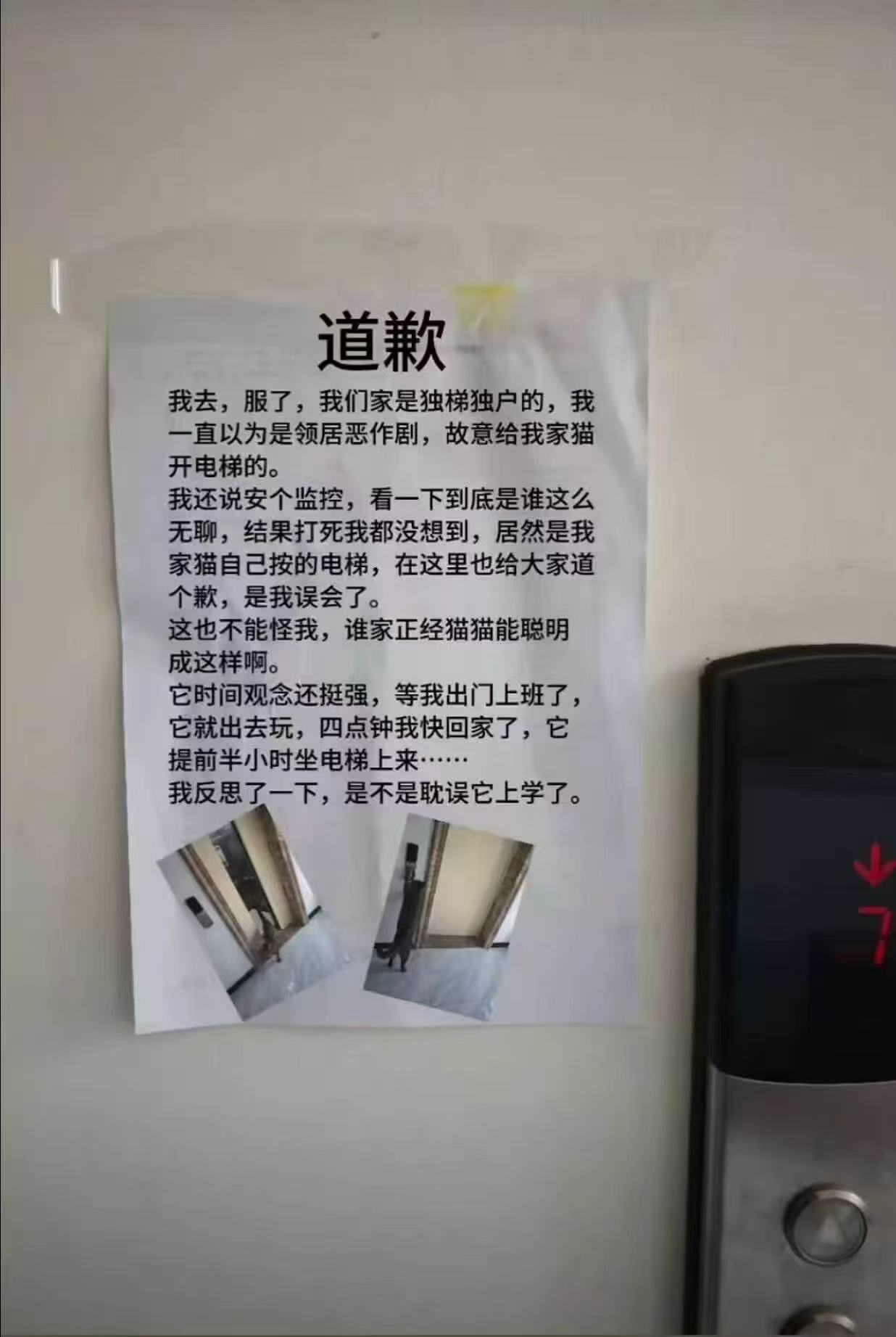 聪明小猫