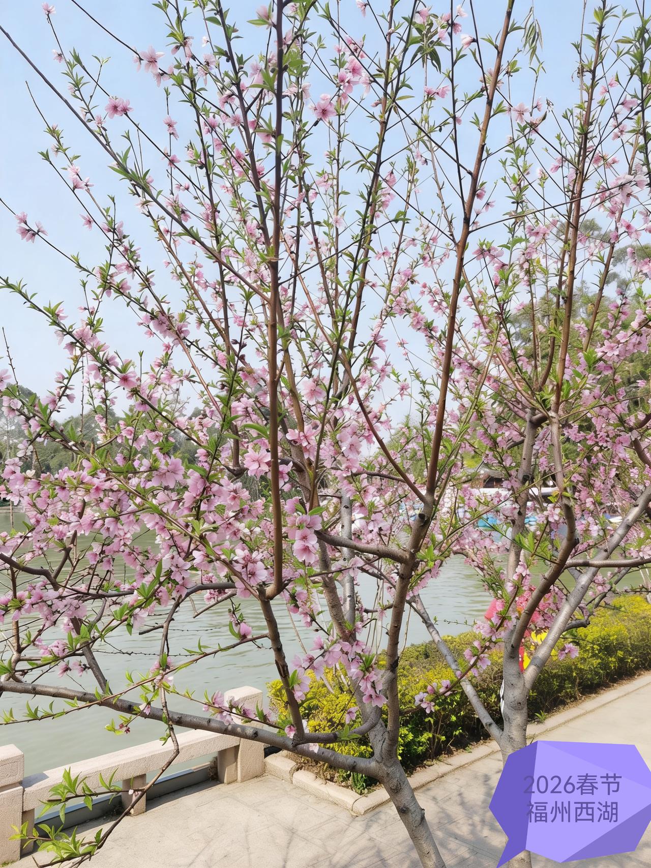 春天的气息，西湖桃花开