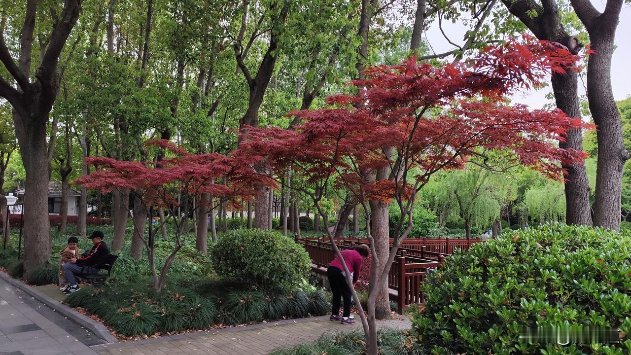 每日一图随手拍春日公园景色美