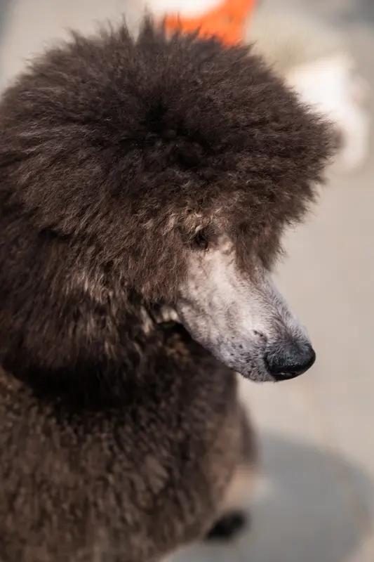 无锡一餐饮店拒绝顾客带巨型贵宾犬就餐，顾客怒写差评：它曾生活在法国皇宫，深受法国