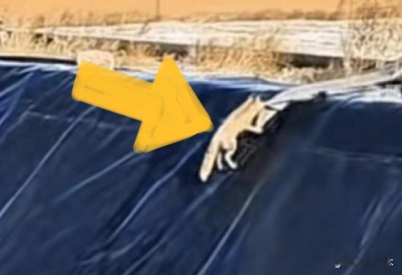 10米深的大坑，光溜溜的四壁，换个人掉下去都得绝望。内蒙古这只狐狸，却实实在